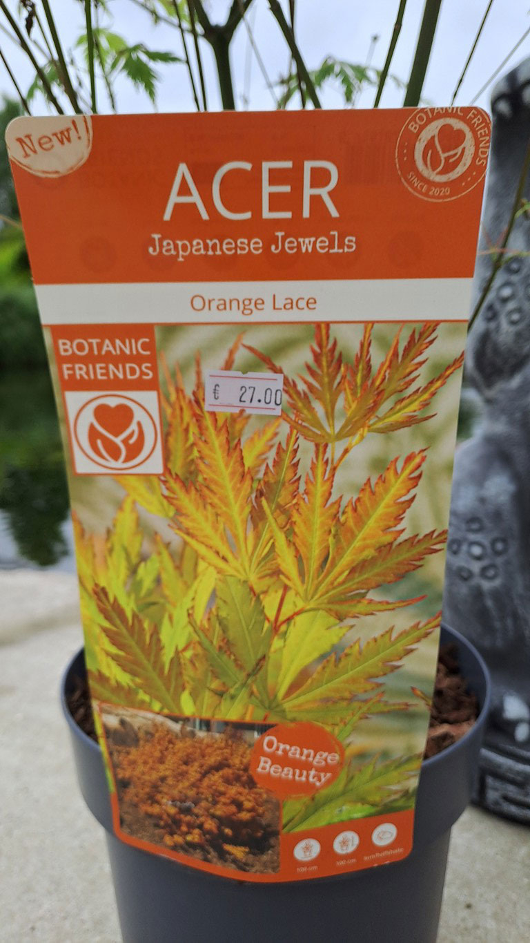 Acer palmatum 'Orange Lace'®