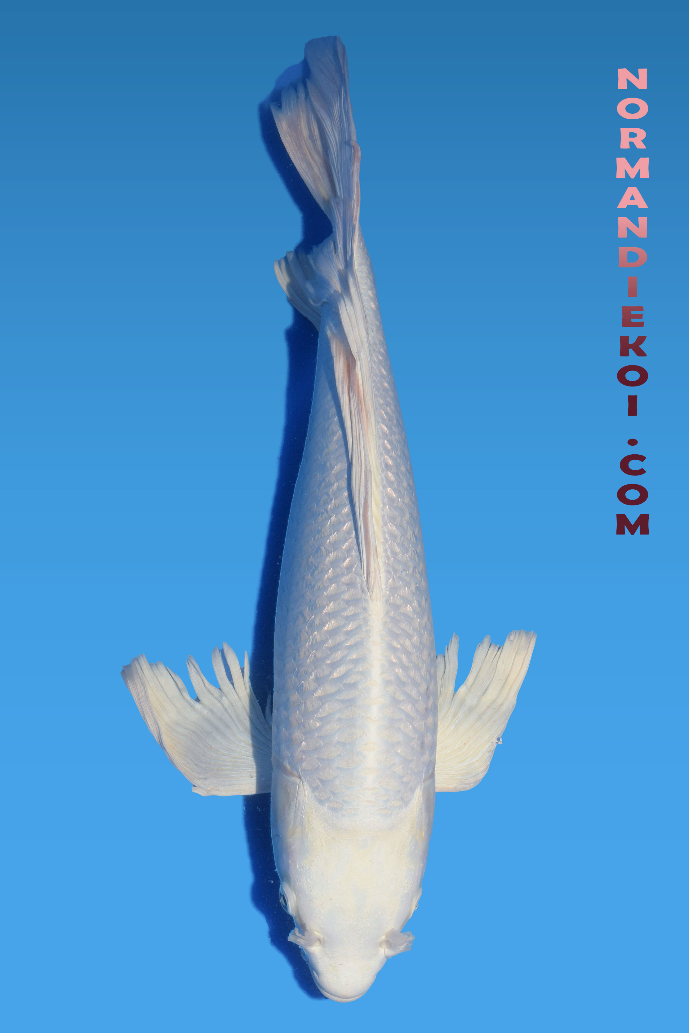 Purachina voile