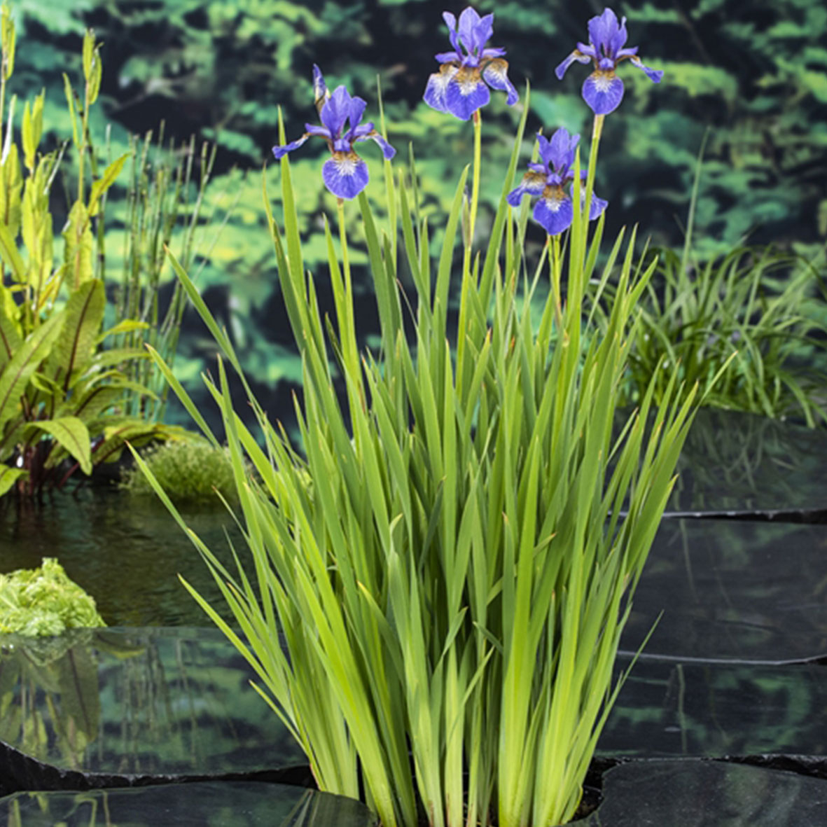 Iris Sibirica Blue