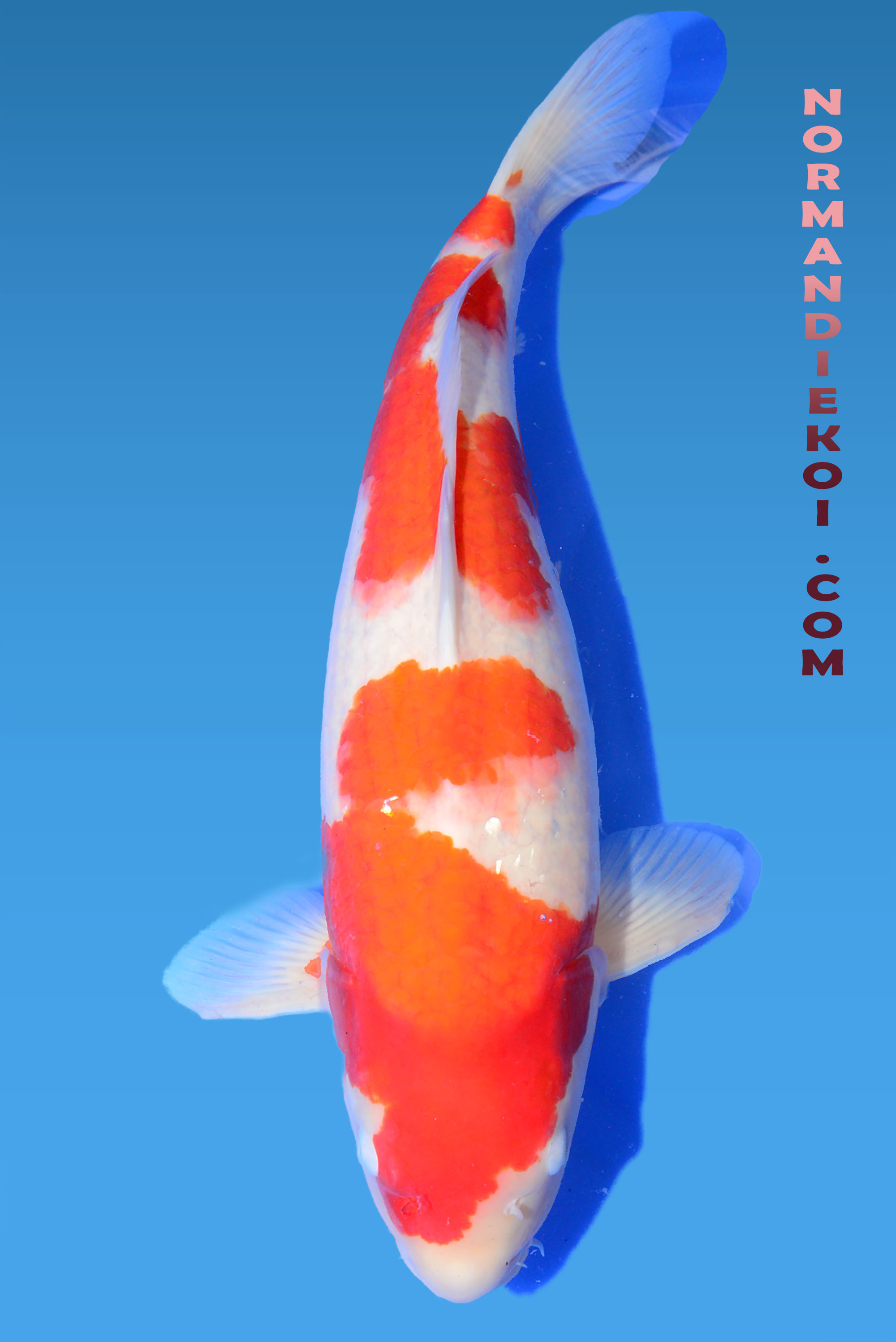 Kohaku