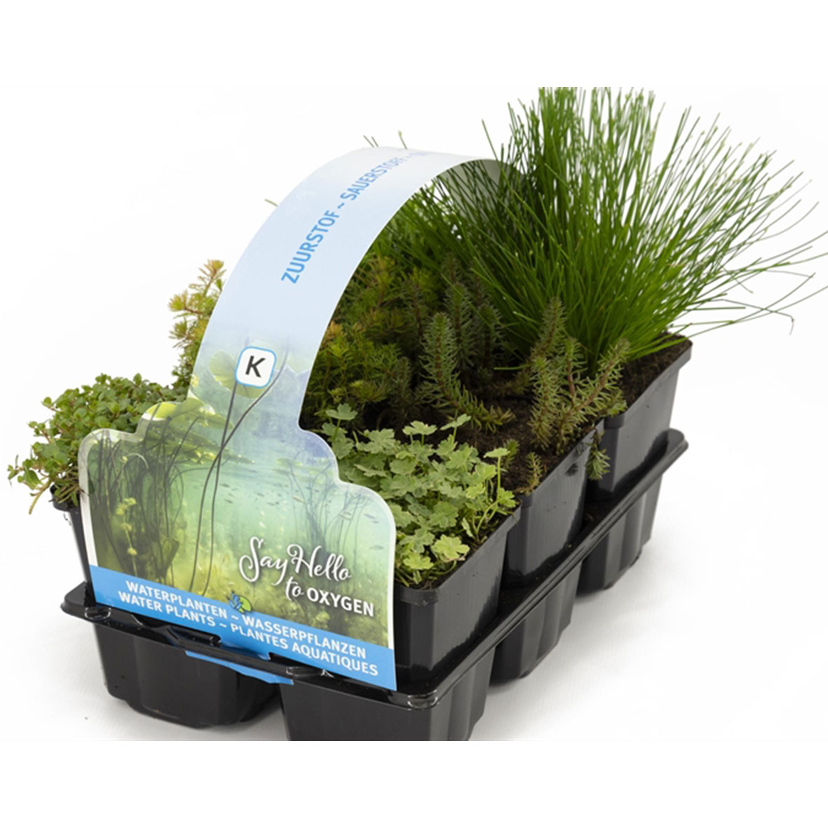 Pack de 6 plantes oxygénantes pour bassin extérieur