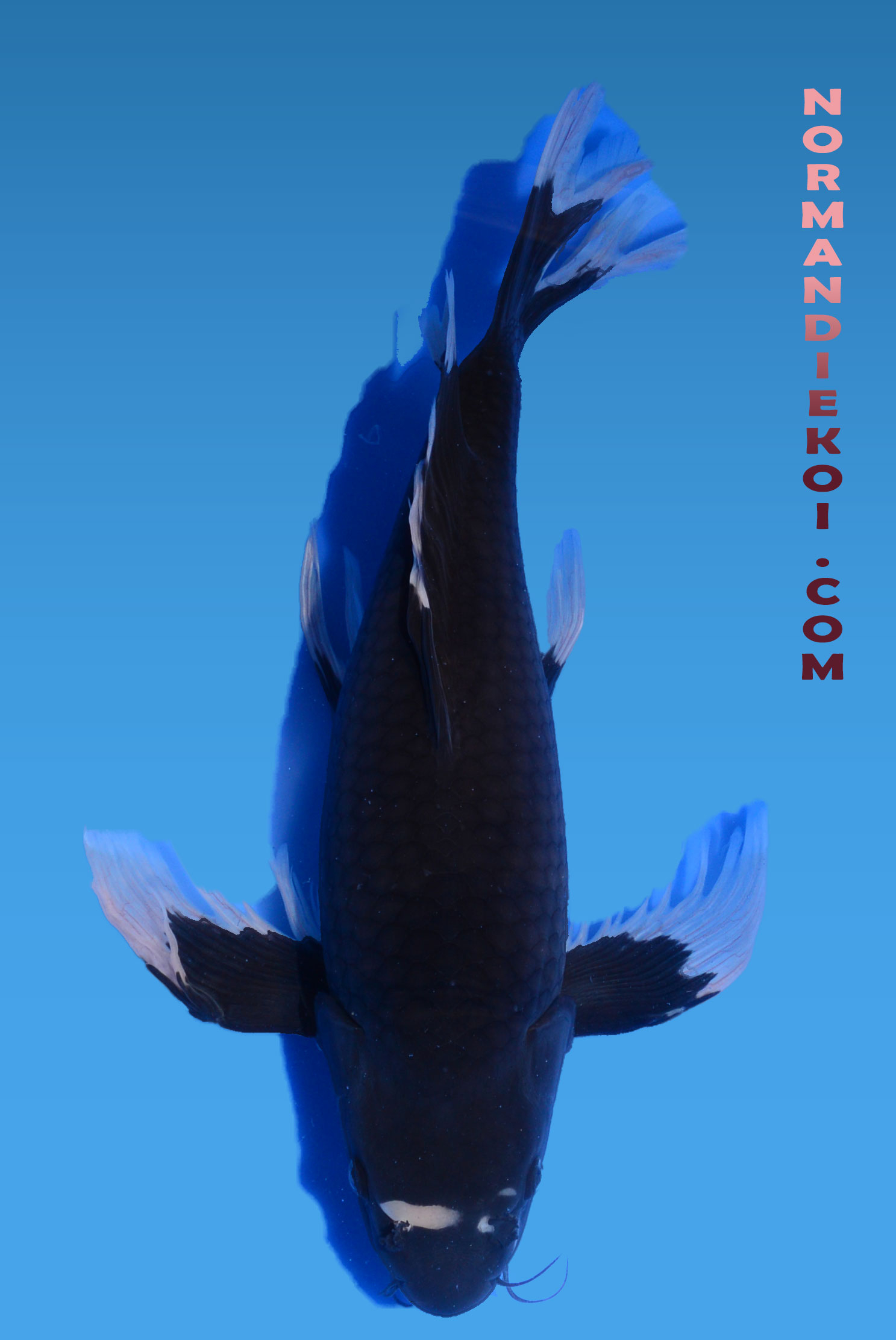 Karasugoi voile
