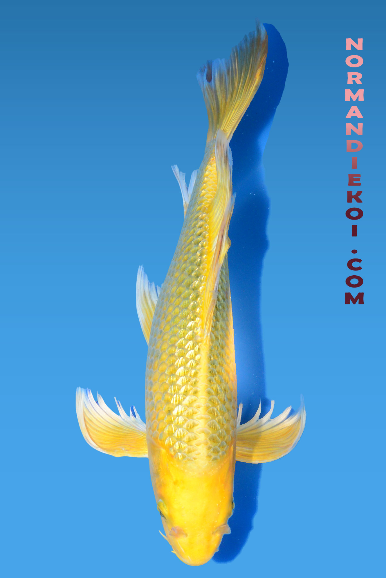 Ginrin ki matsuba voil