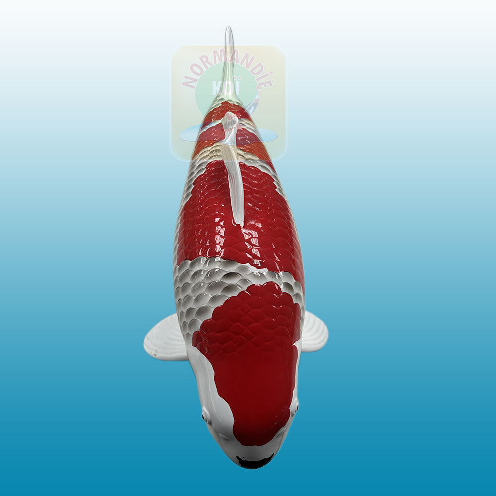 Carpe koï en résine (50cm) Goshiki