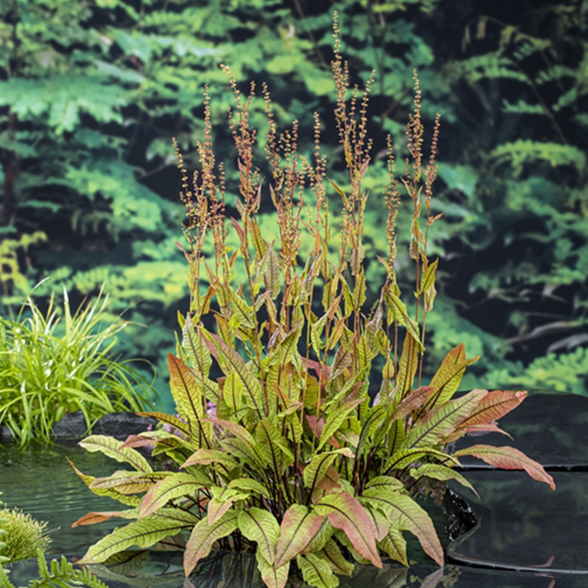 Rumex sauvignea