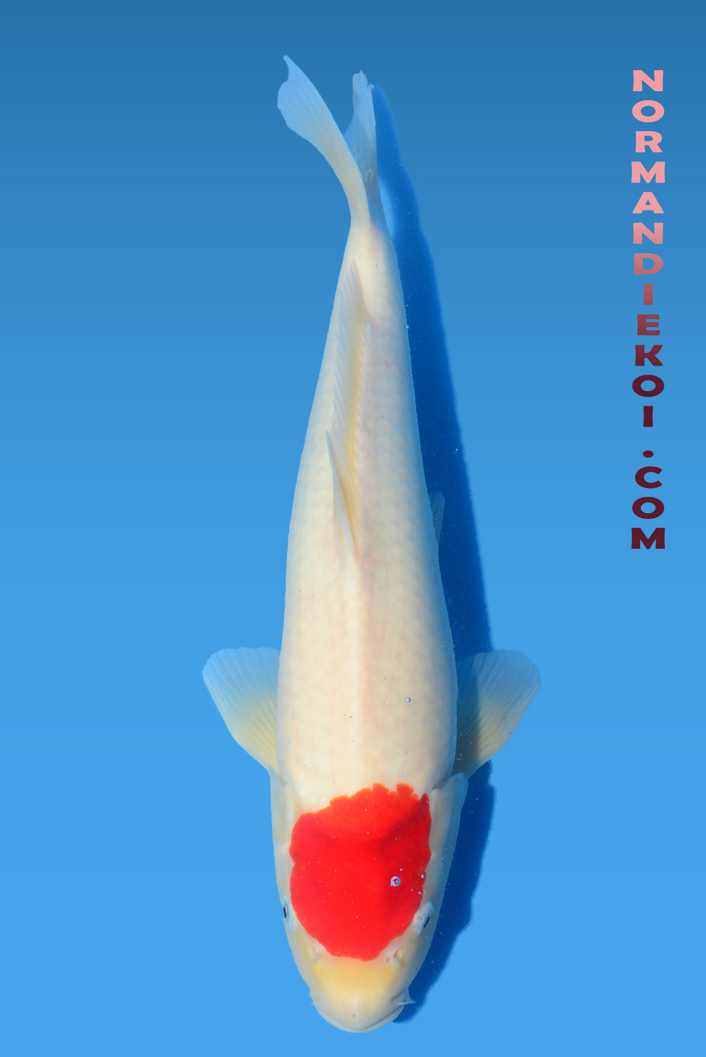 Tancho kohaku