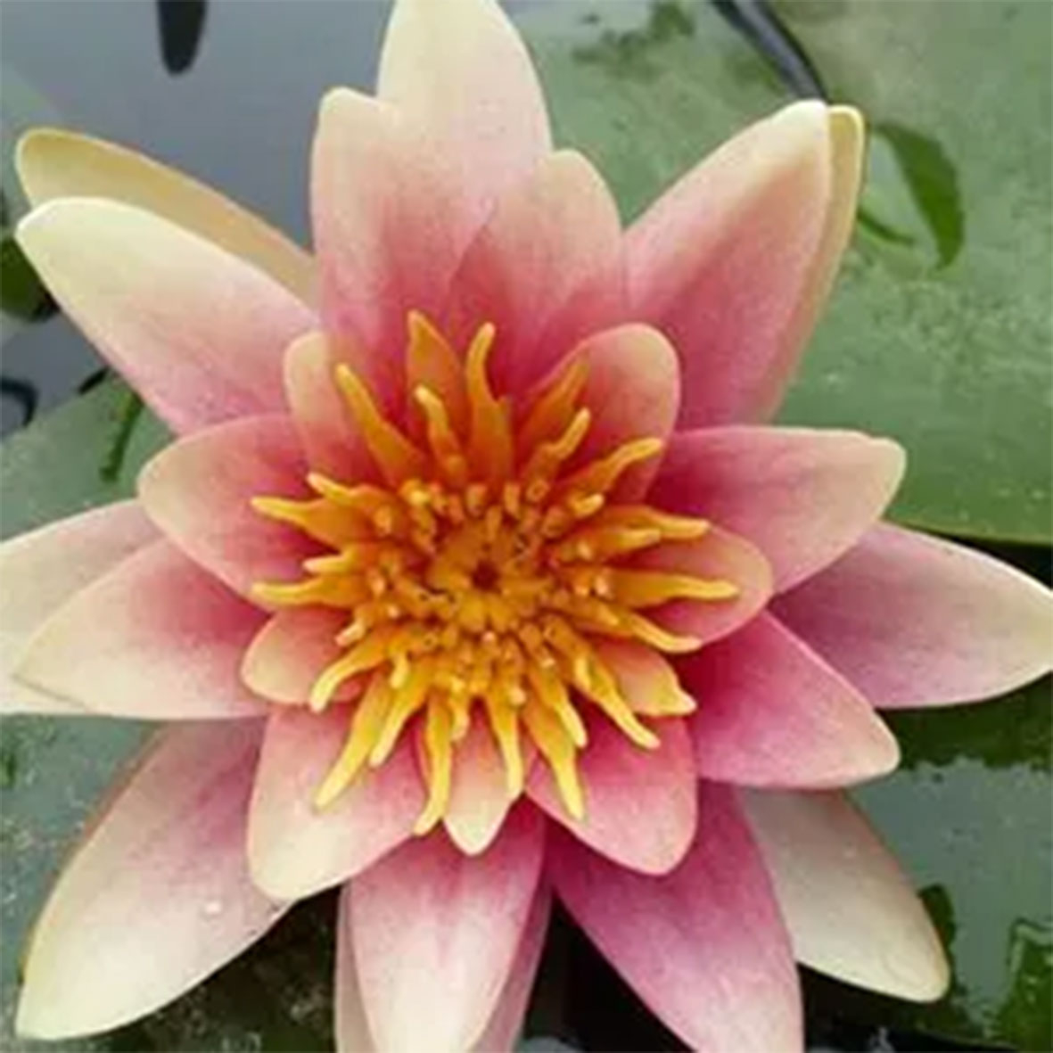 Nenuphar 'Sioux'