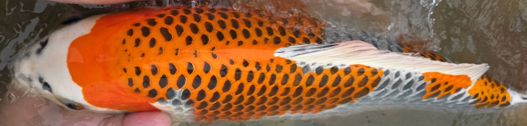 Raccords PVC évacuation