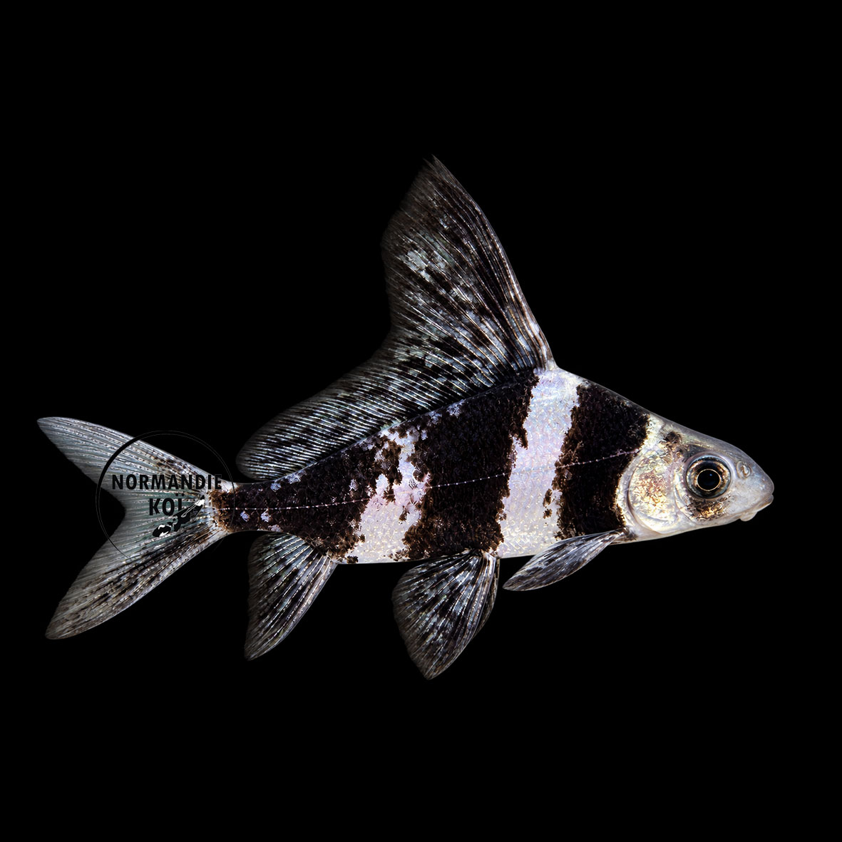 Myxocyprinus asiaticus - Empereur de Chine 4-5cm