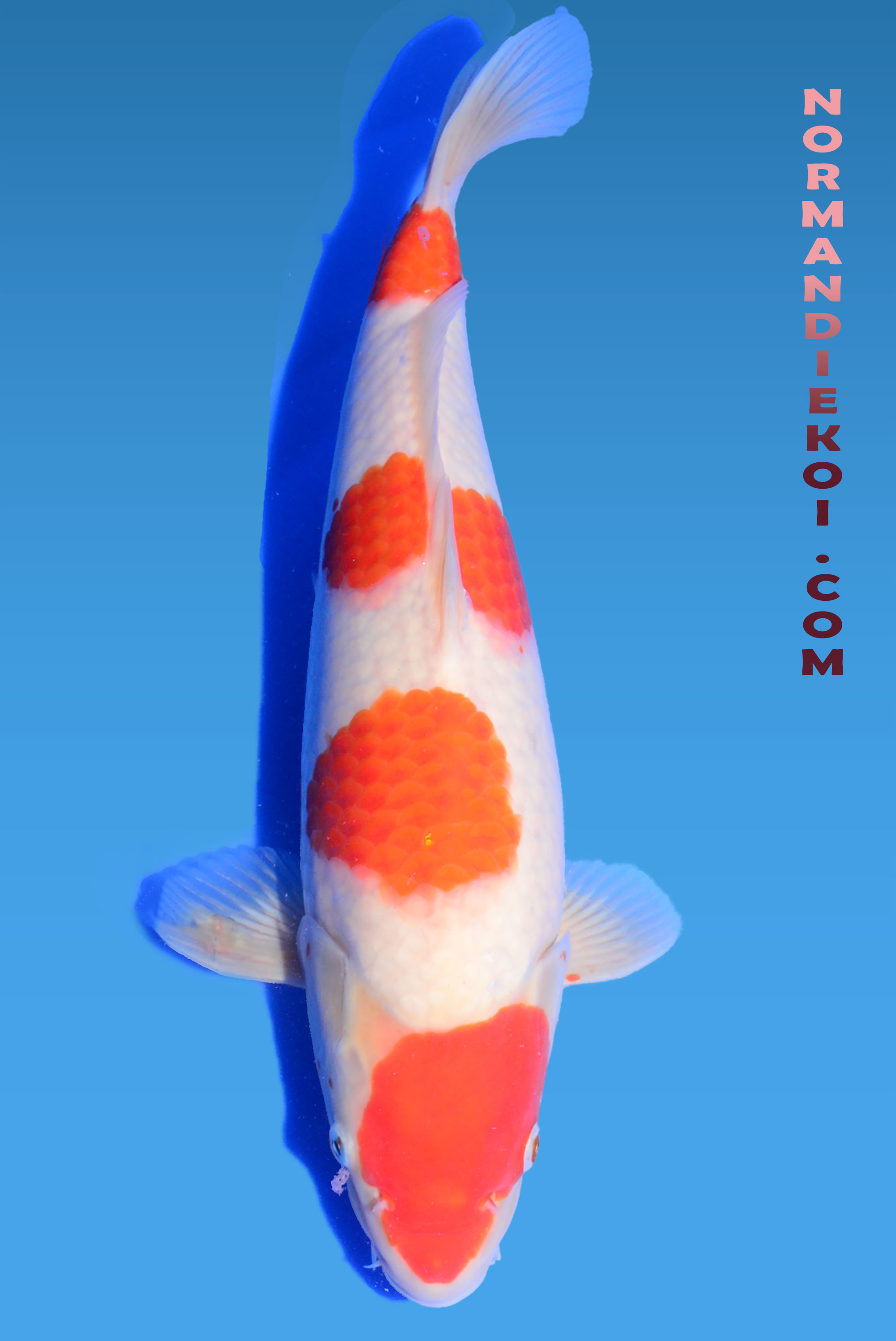 Kohaku
