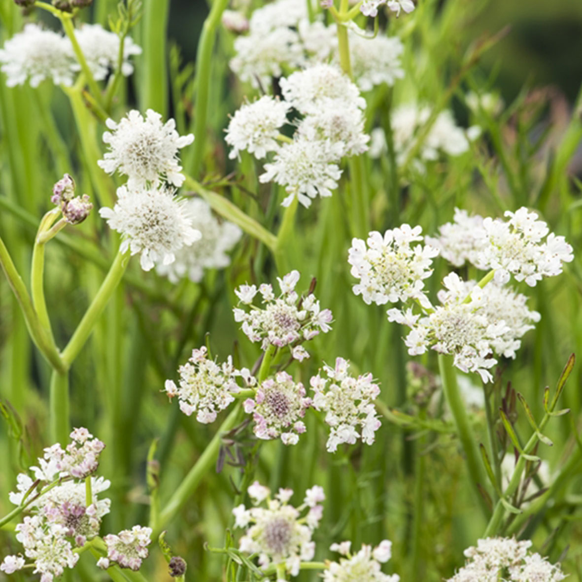 Oenanthe aquatica