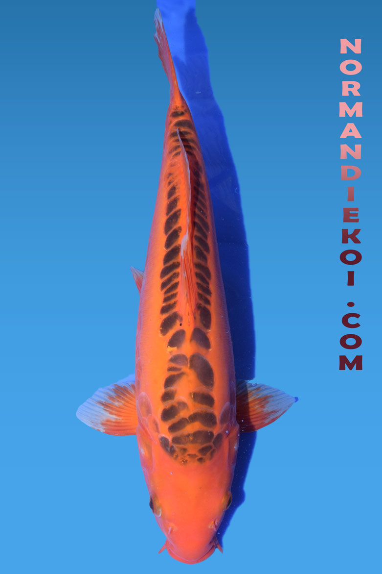 Mizuho ogon
