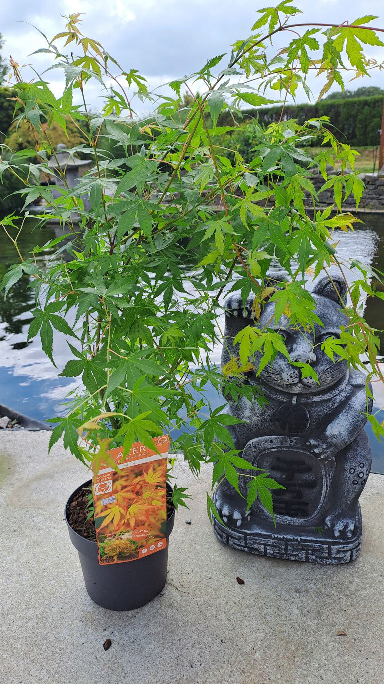Acer palmatum 'Katsura'