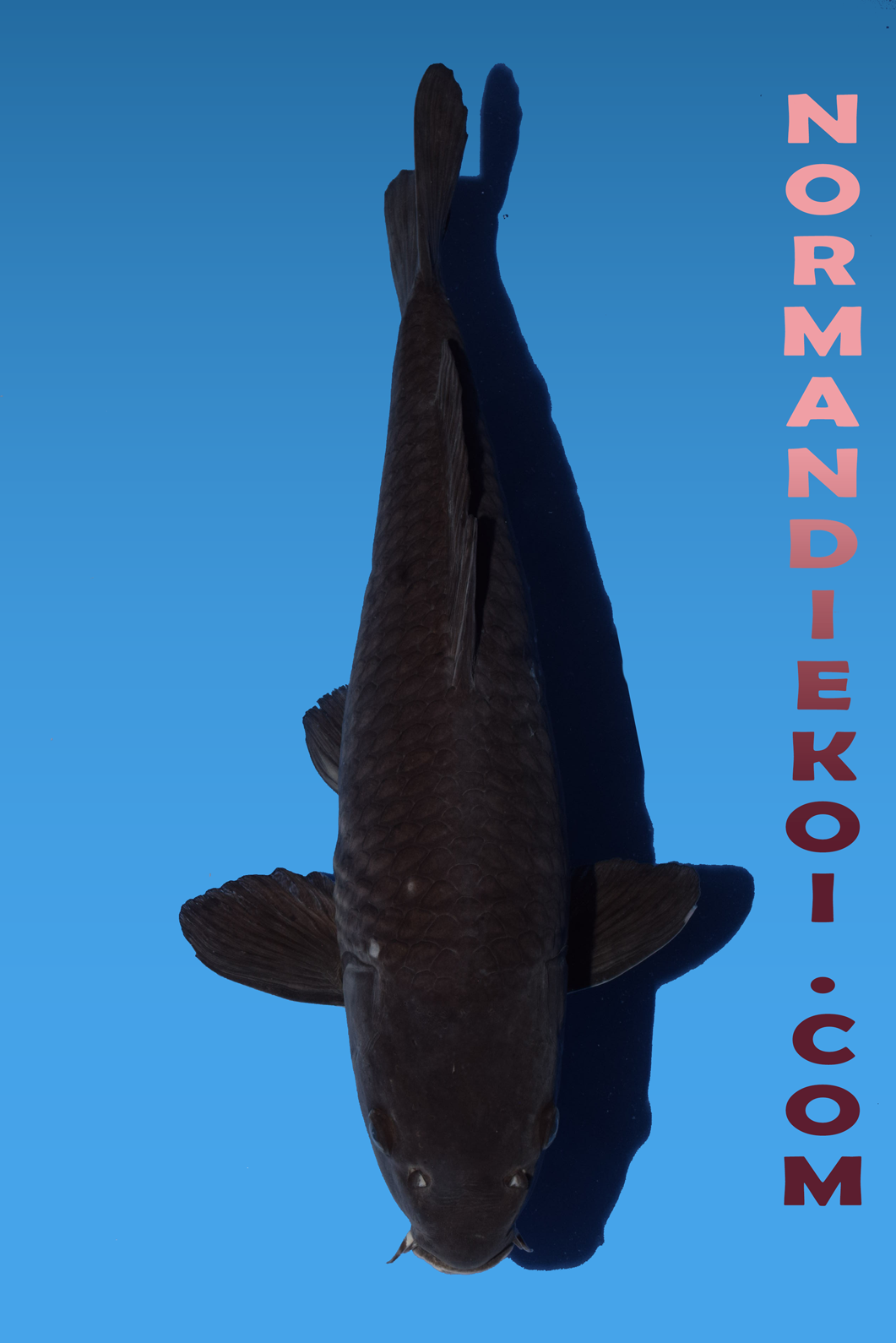 Karasugoi