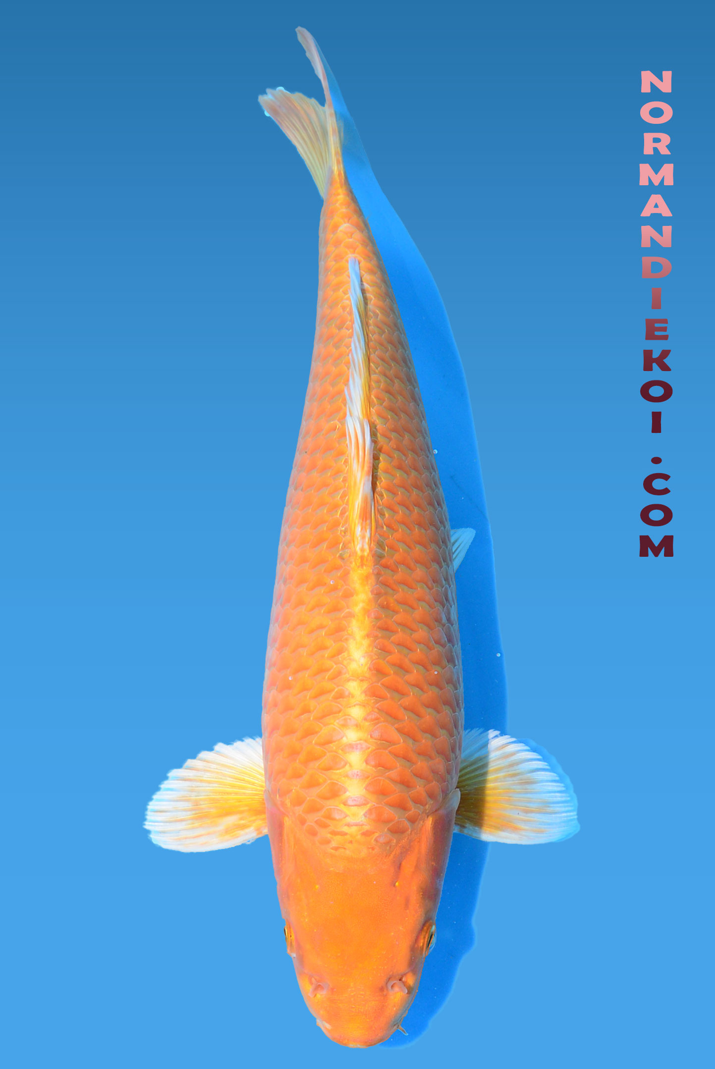 Orenji ogon