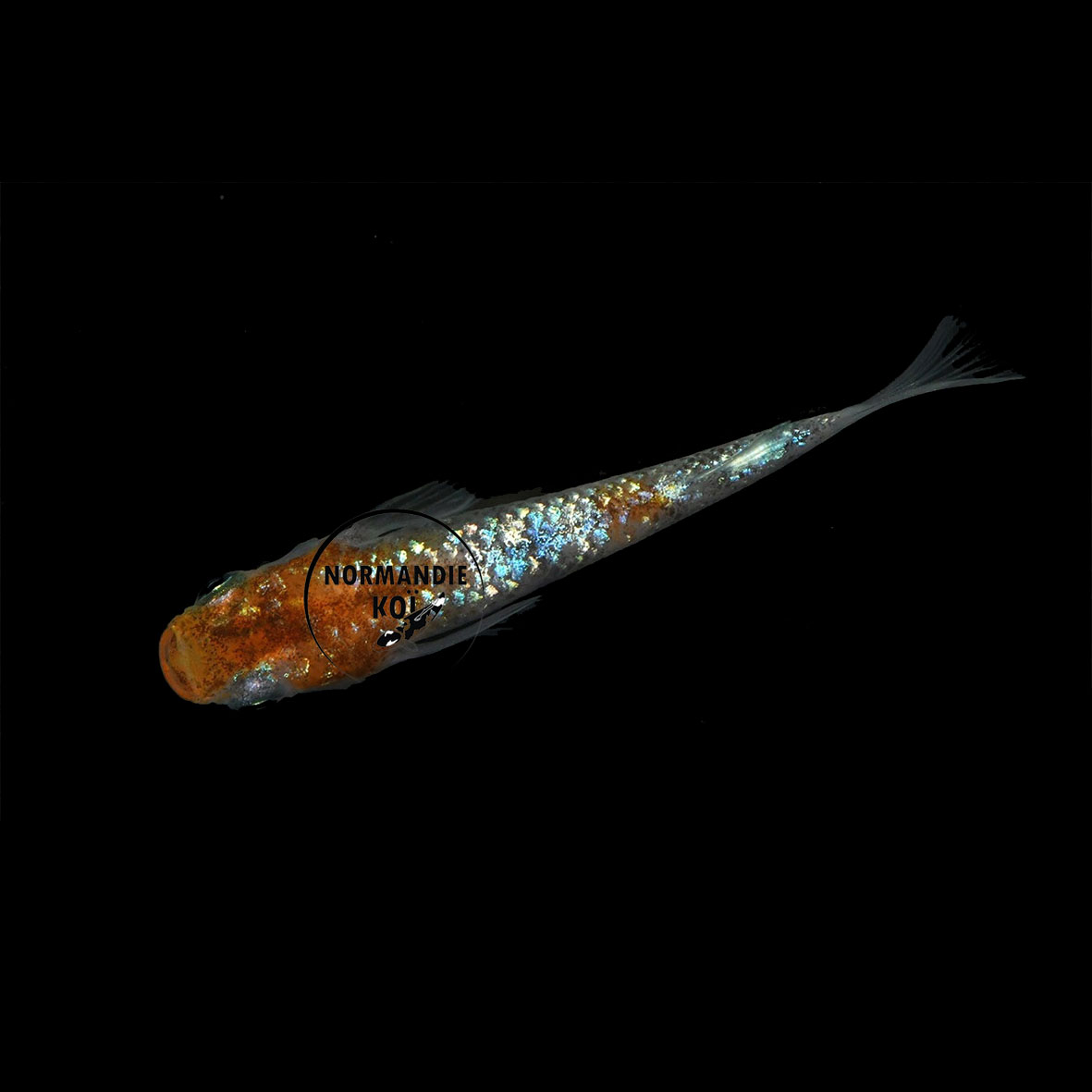 Oryzias latipes - Medaka Lame Sanke