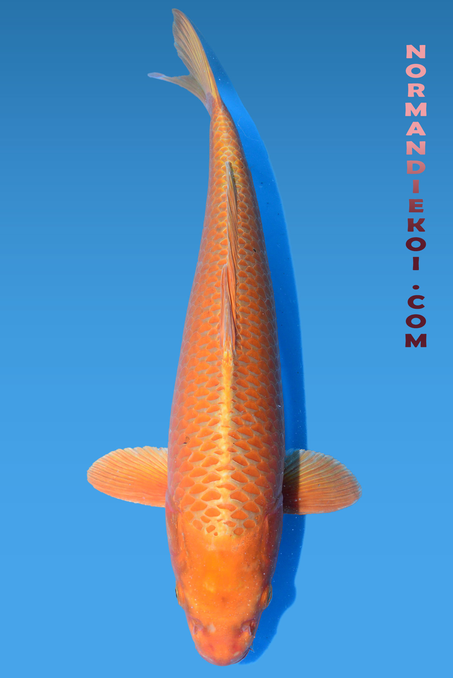 Orenji ogon