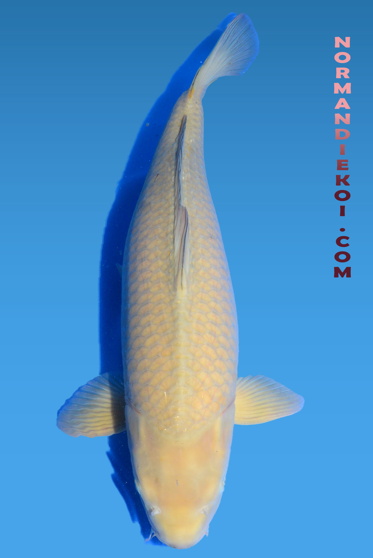 Chagoi 