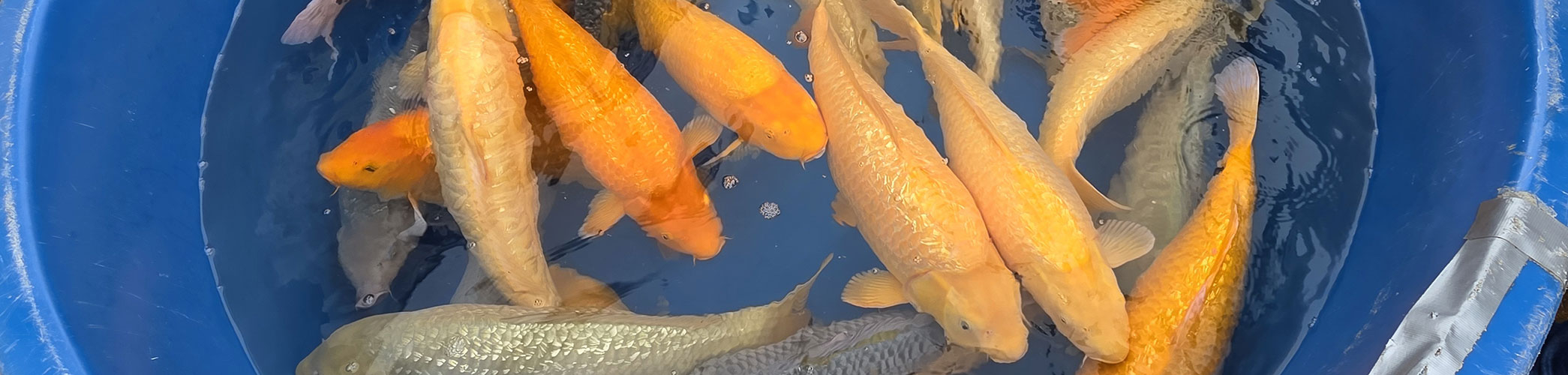 Accessoires pour les plantes, engrais, paniers...