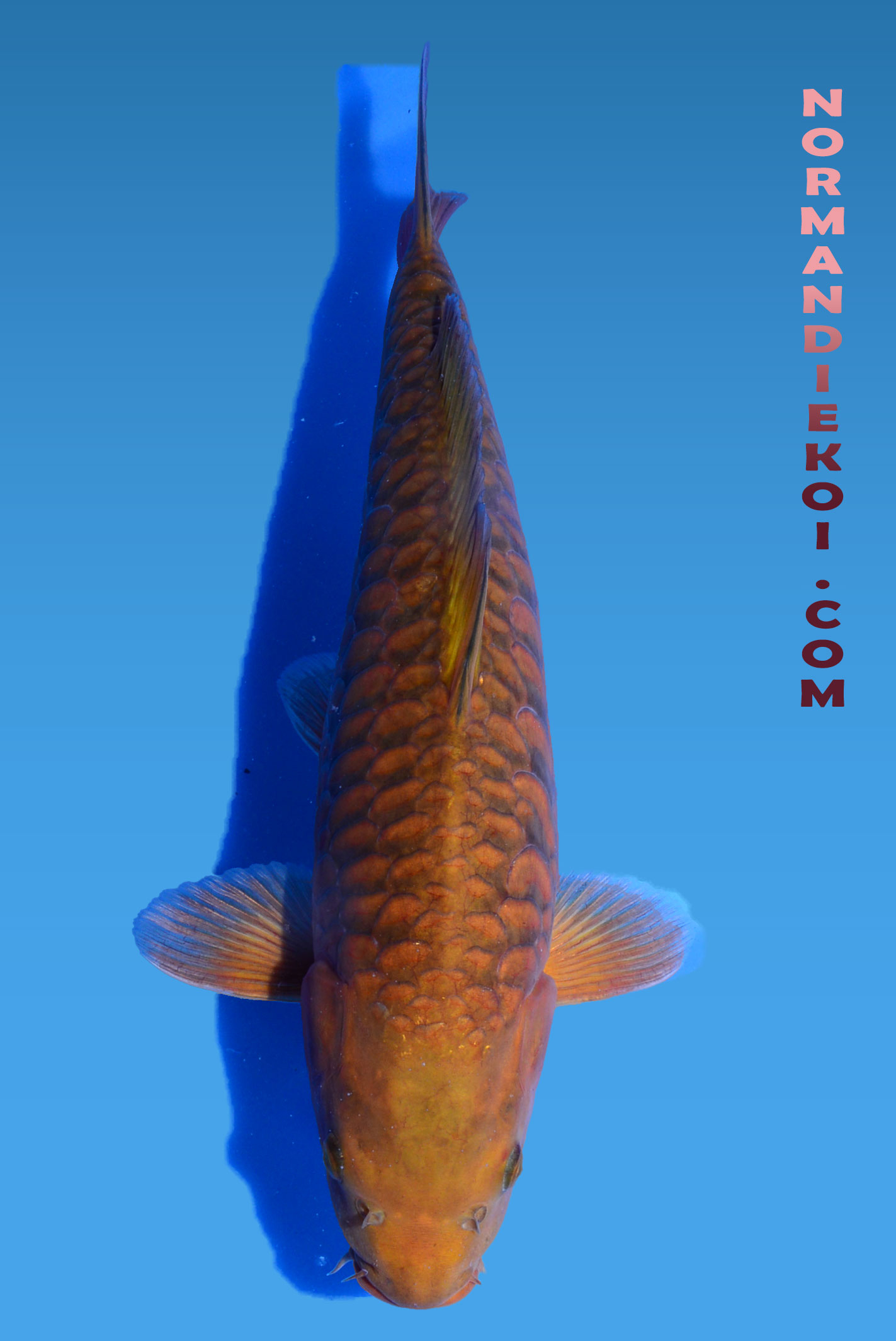 Aragoke chagoi
