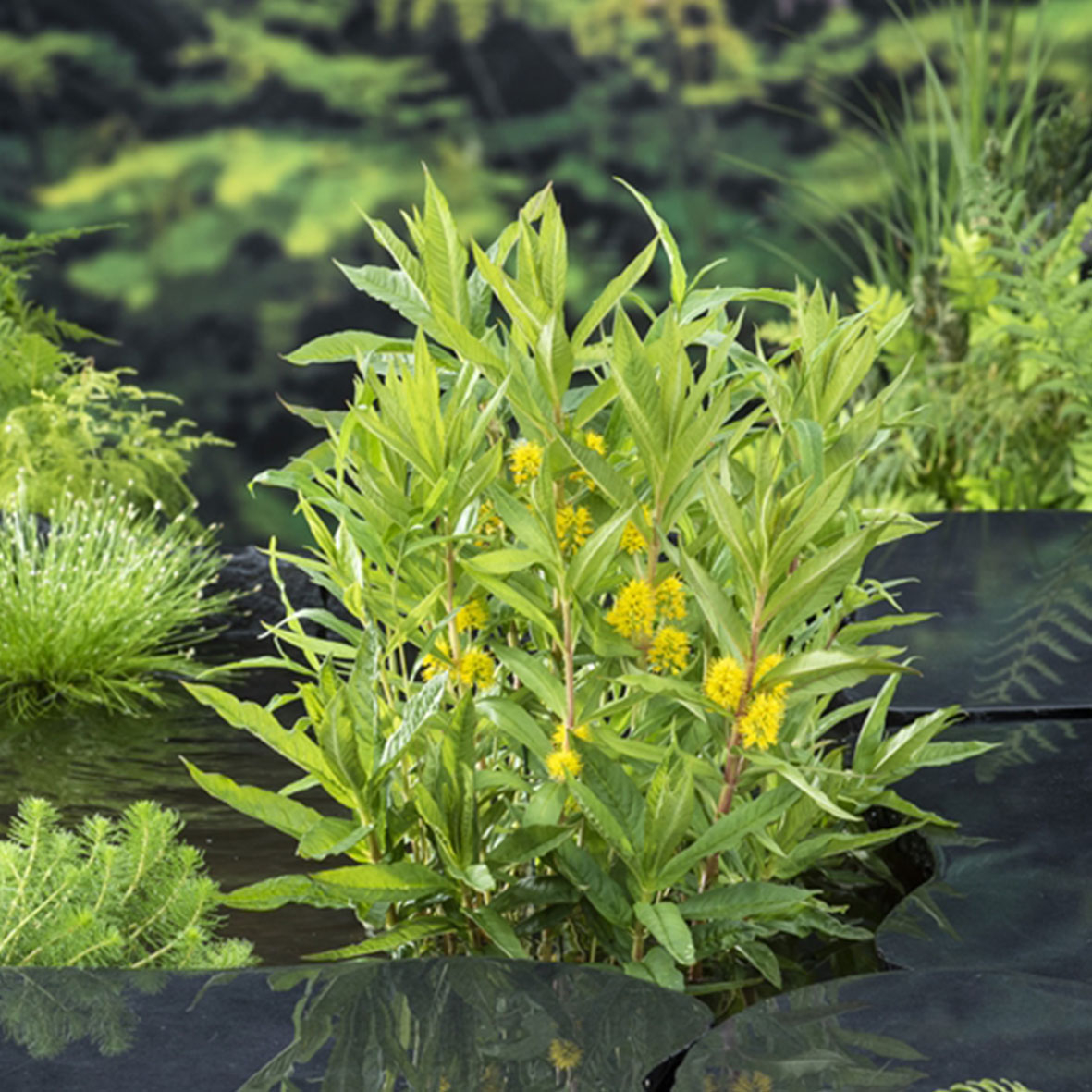 Lysimachia thyrsiflora