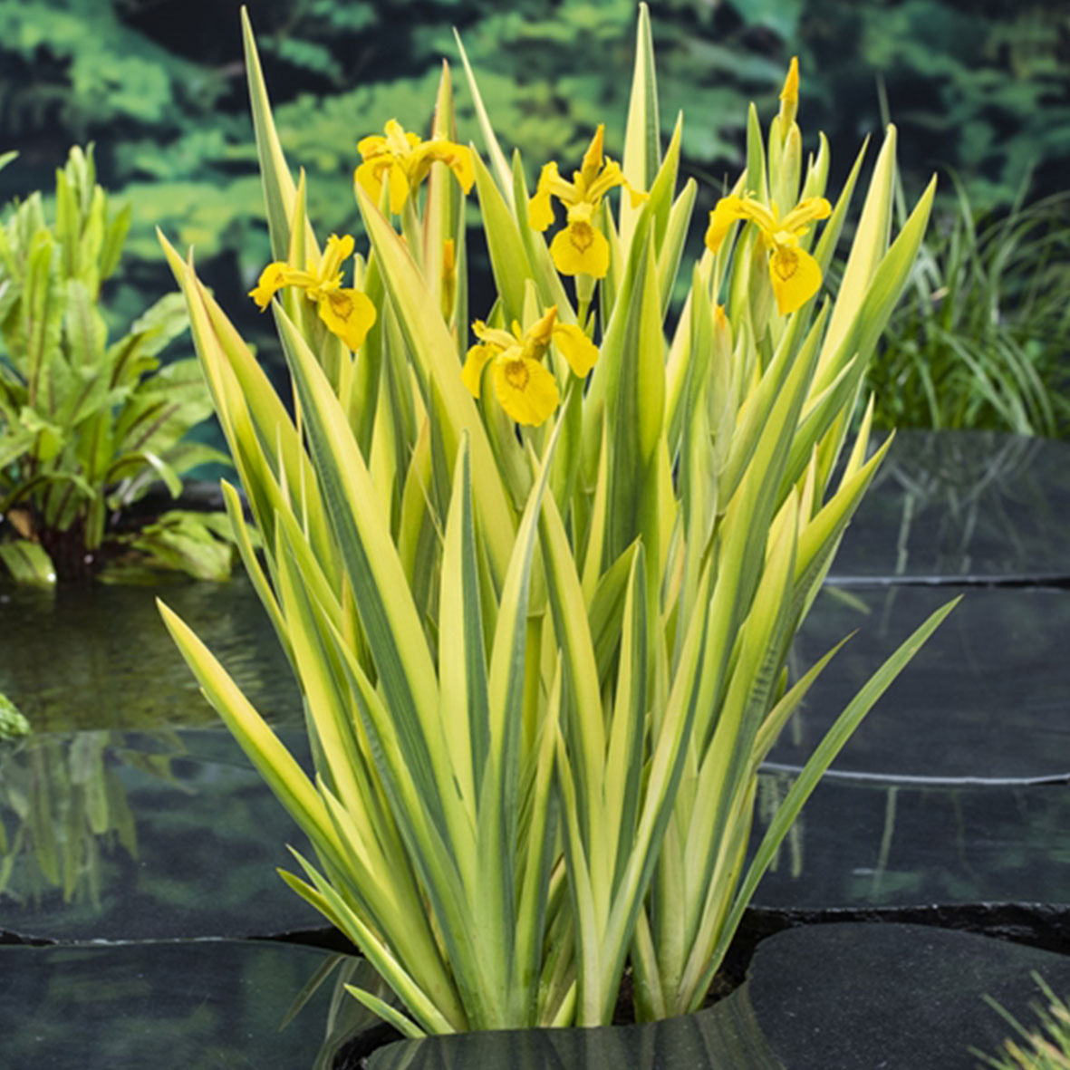 Iris pseudacorus ‘Variegata’
