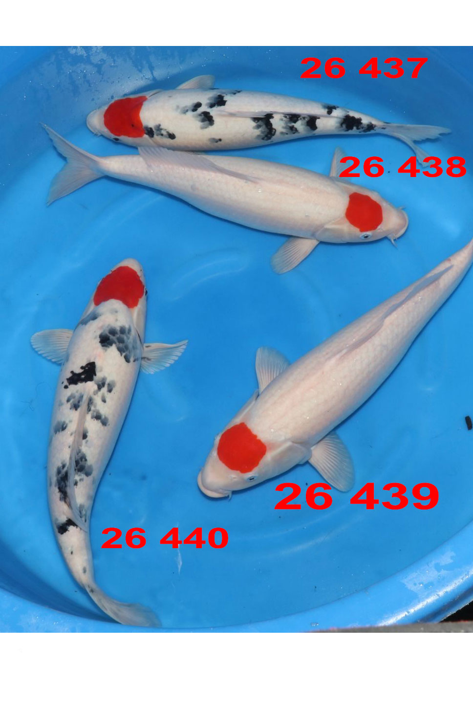 Tancho kohaku