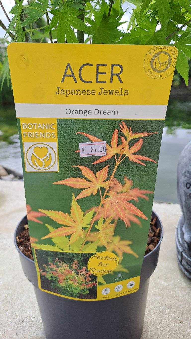 Acer palmatum 'Orange Dream'