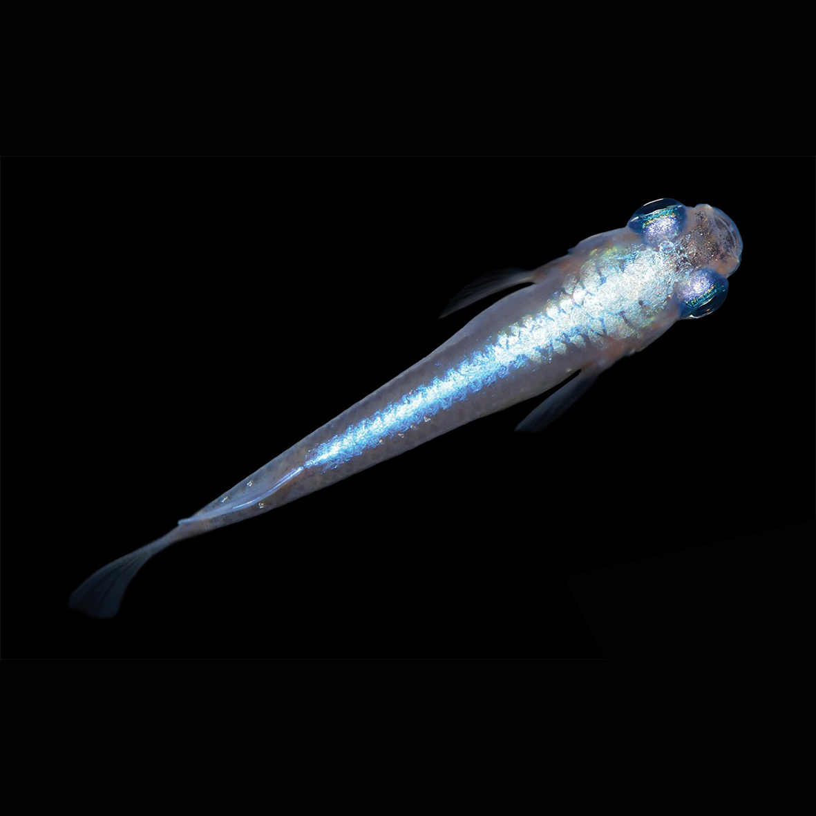 Oryzias latipes - Medaka luisant bleu