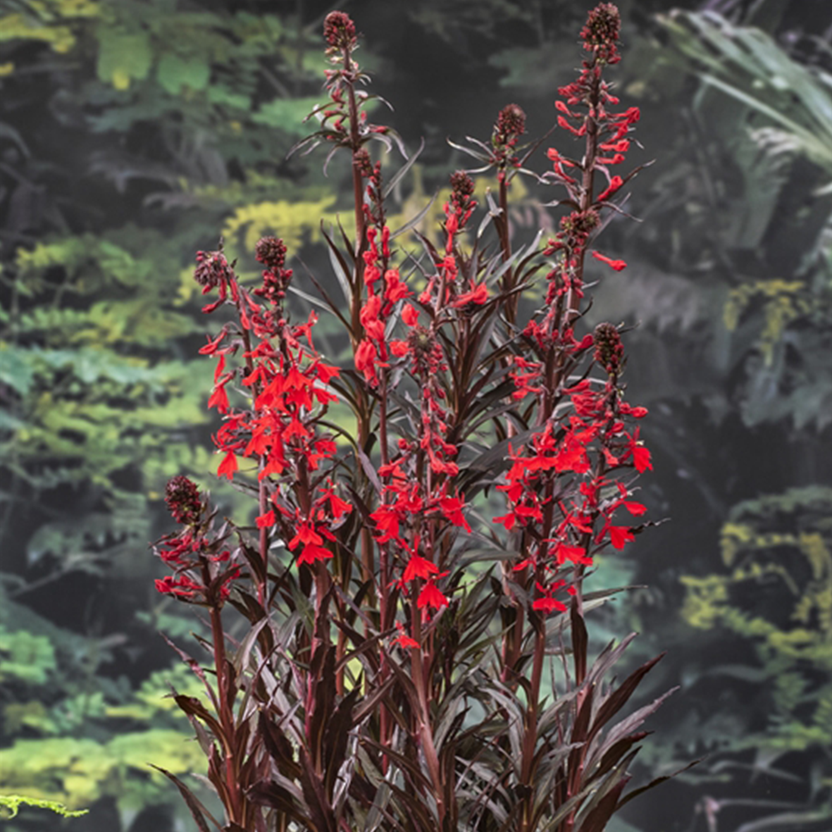 Lobelia cardinalis