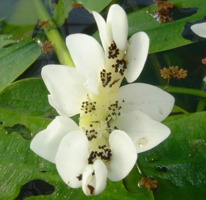 Aponogeton distachyos