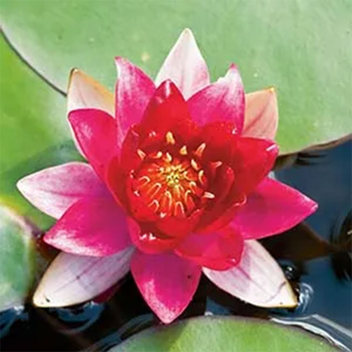 Nenuphar 'Burgundy Princess'