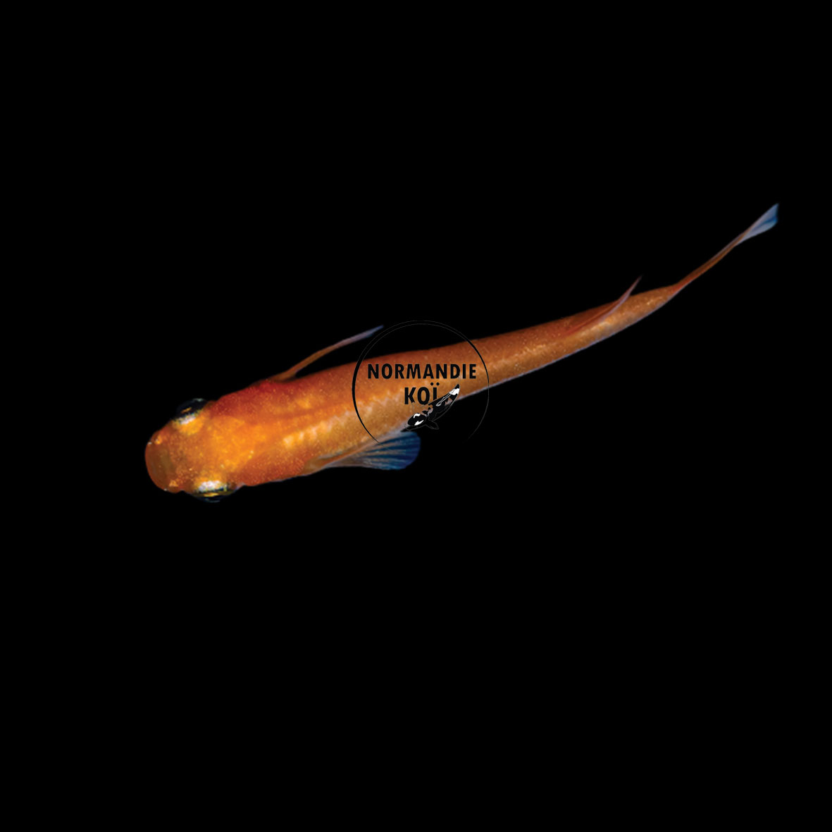 Oryzias latipes - Medaka Orange Foncé