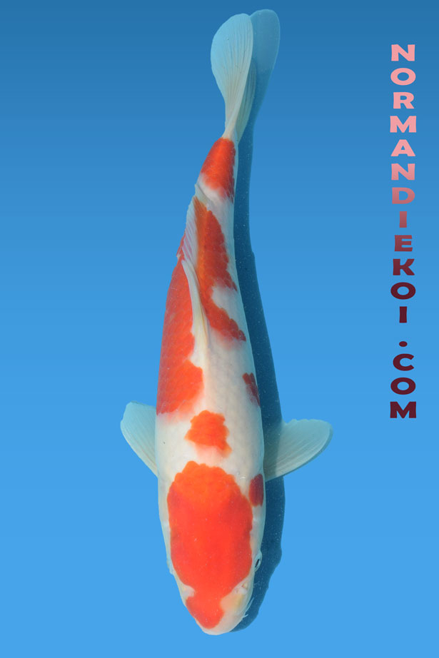 Kohaku