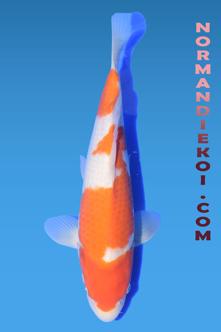 Kohaku