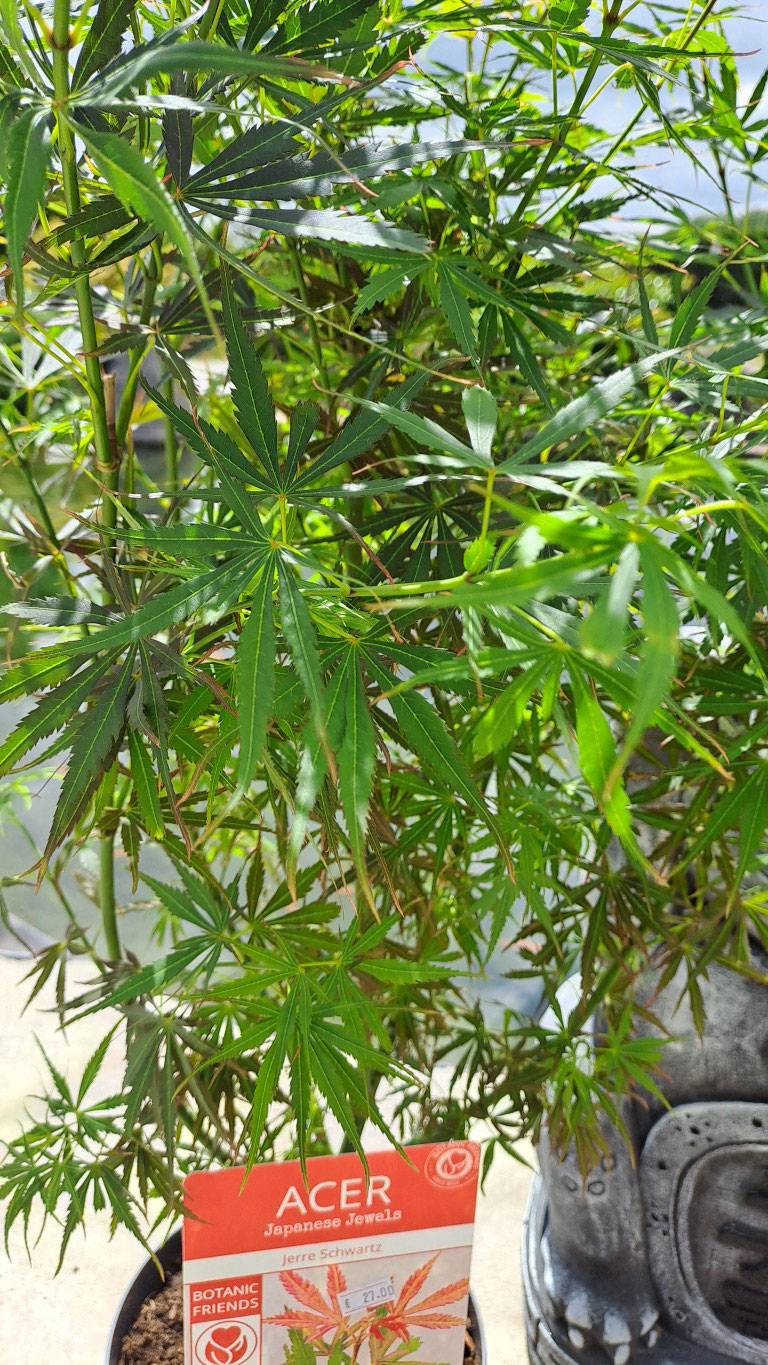 Acer palmatum 'Jerre Schwartz'