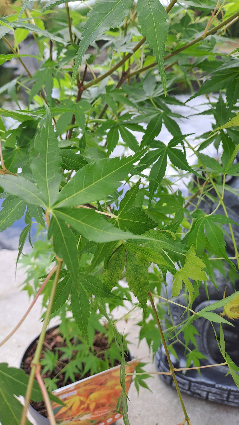 Acer palmatum 'Katsura'