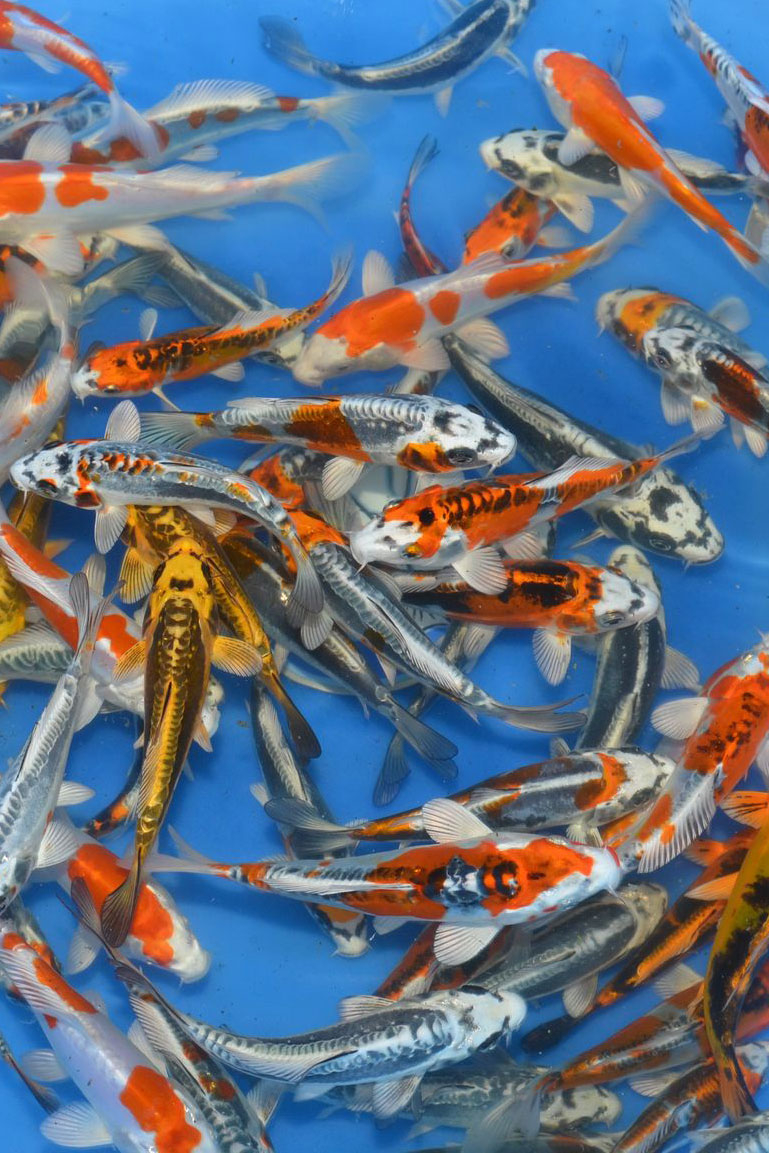 Mix metallic / Yamasan