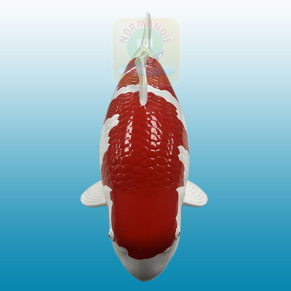 Carpe koï en résine (50cm) Kohaku