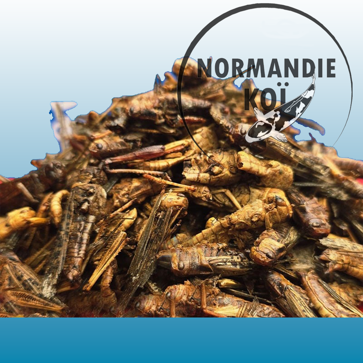 Sauterelles séchées