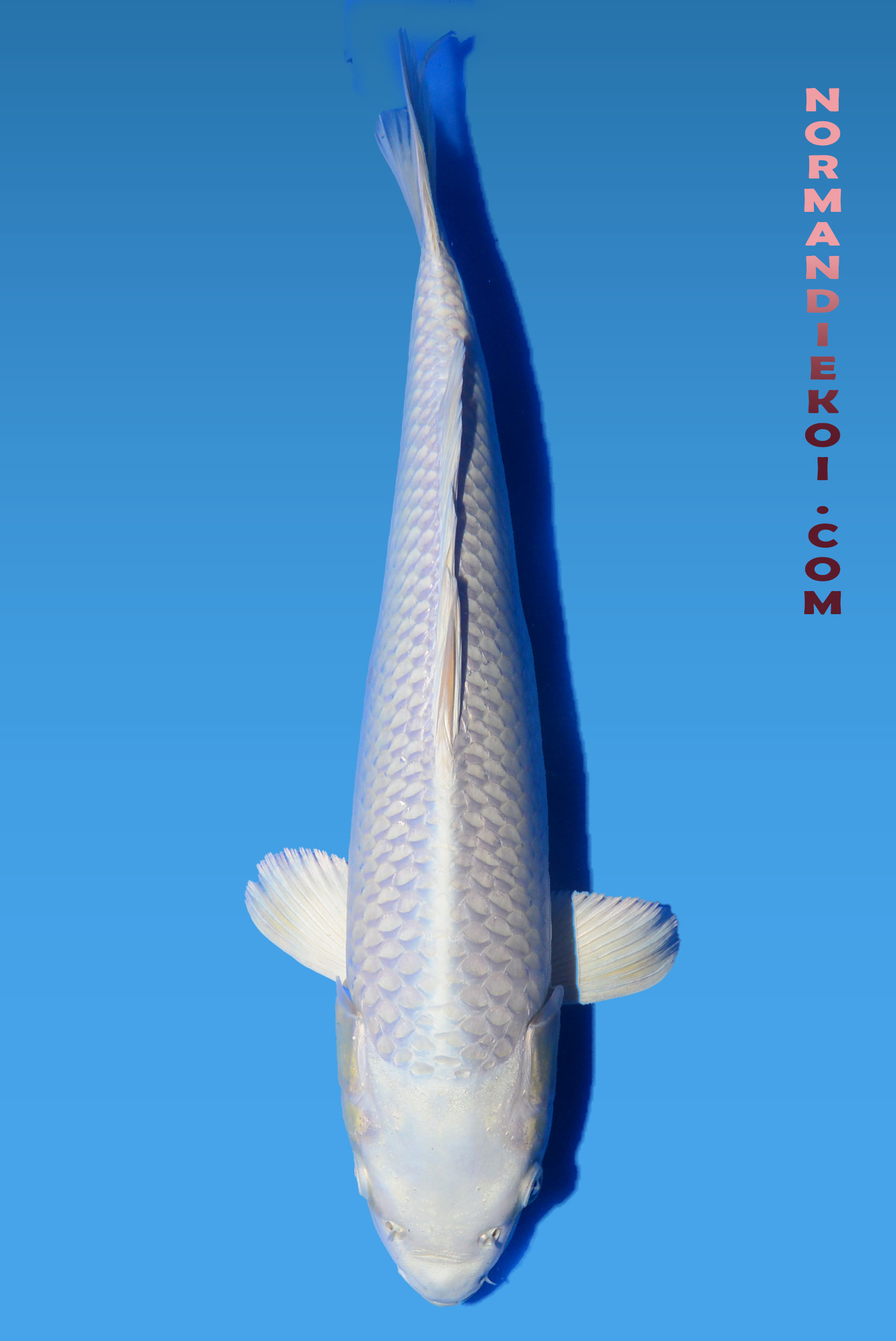 Purachina