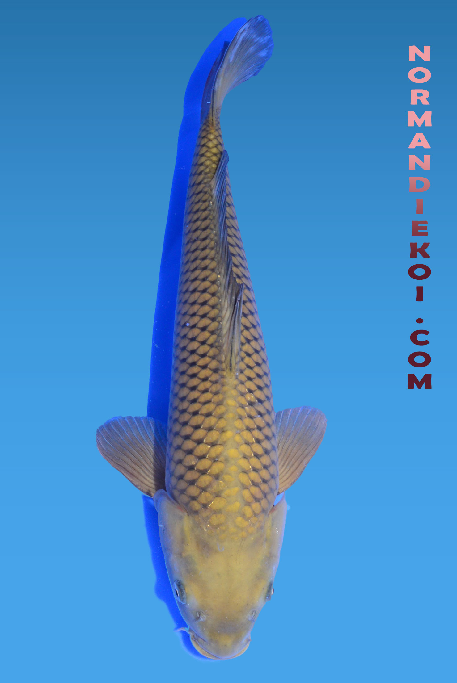 Chagoi