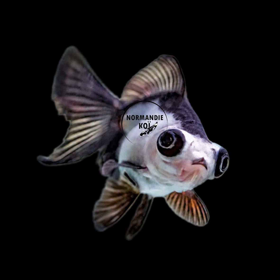 Carassius auratus - Panda Noir & Blanc