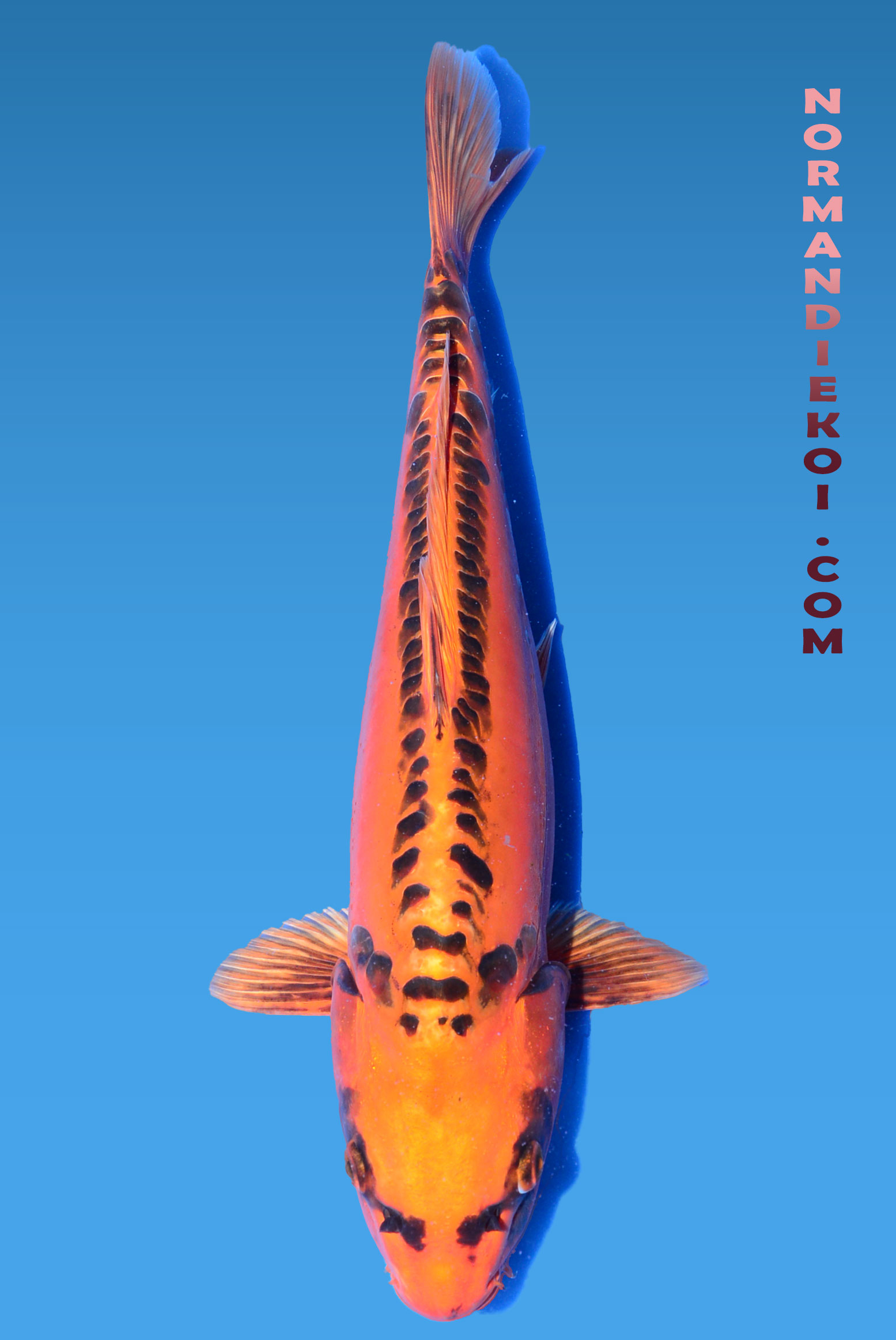 Mizuho ogon 