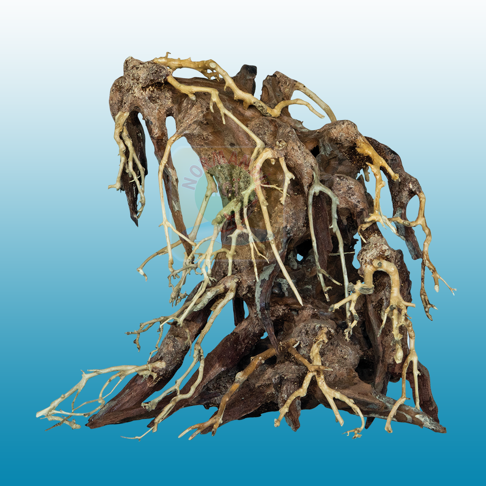 Bonsai Root