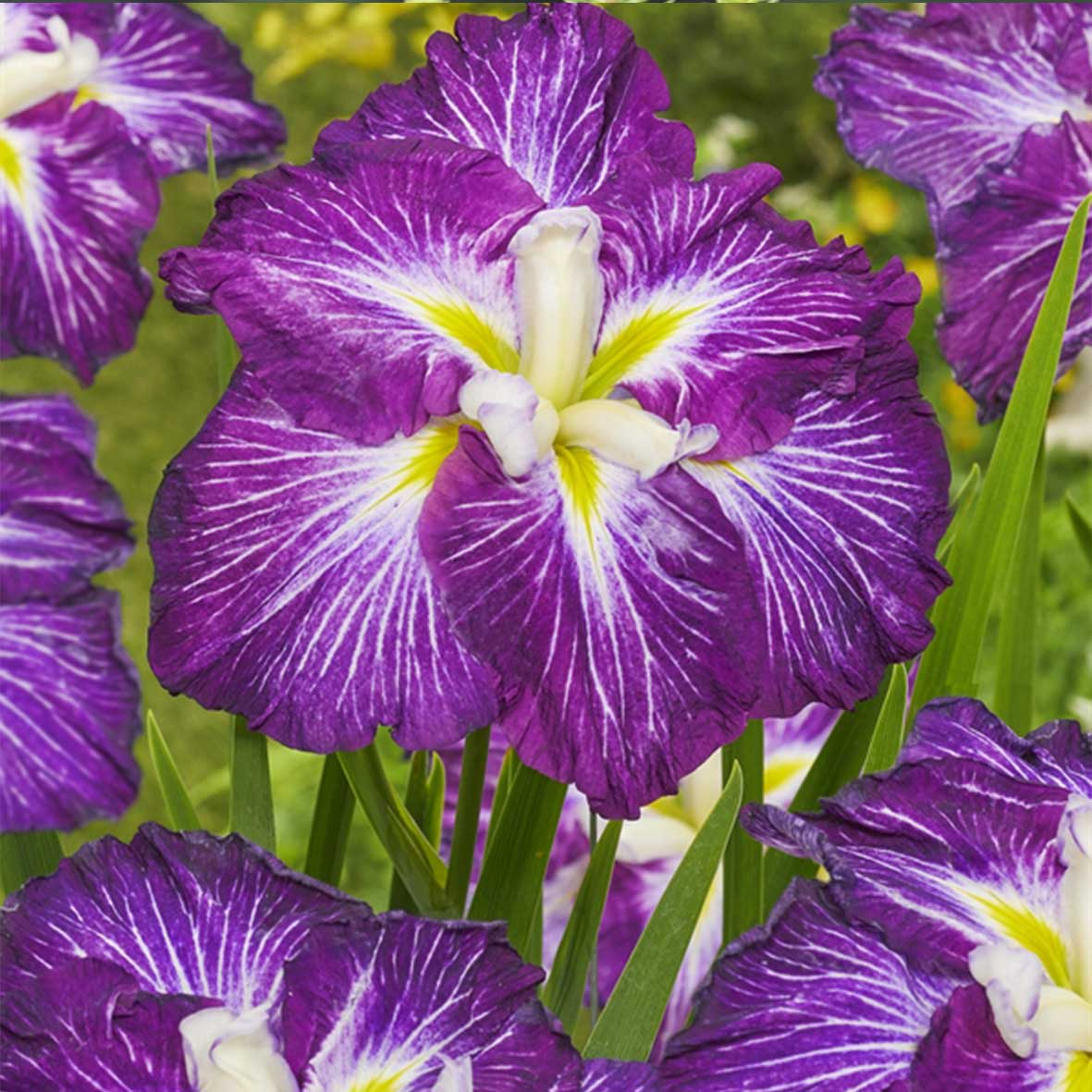 Iris Ensata Dinner Plate Jell-O