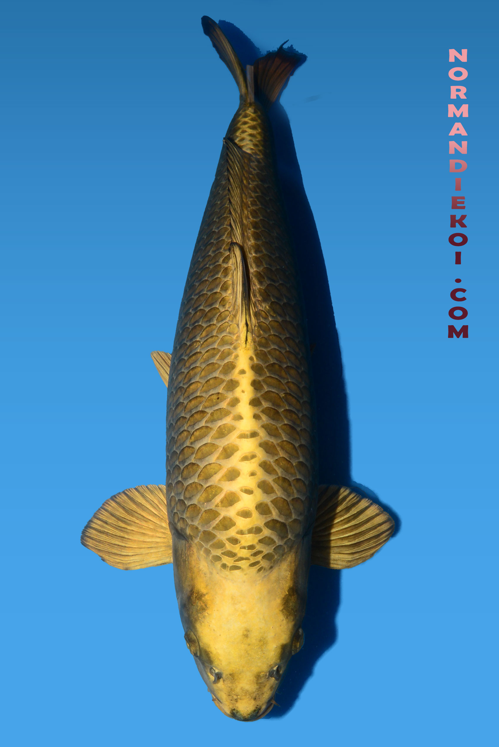 Mukashi ogon