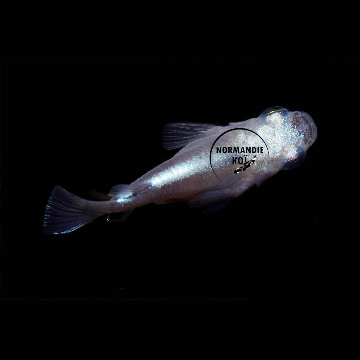 Oryzias latipes - Medaka Daruma HQ