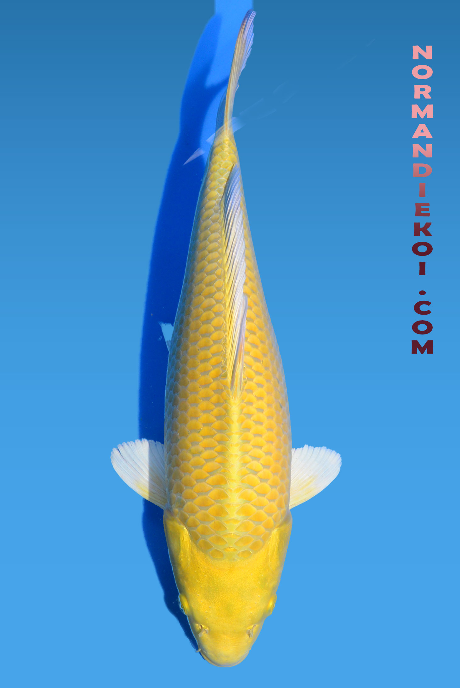 Yamabuki