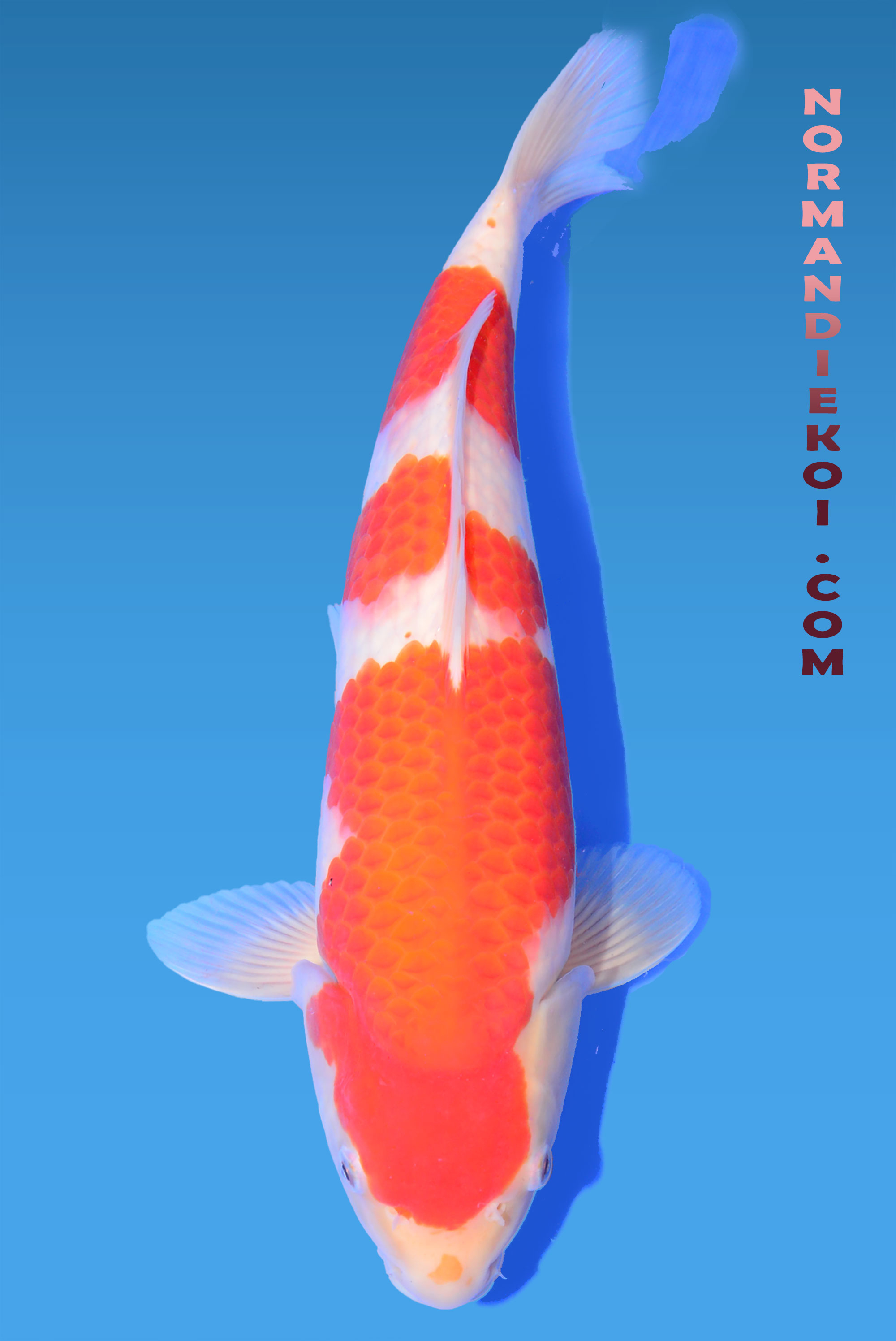Kohaku